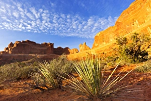 Images Dated 16th April 2011: Soaptree yucca plants in Arches National Park, Utah, USA