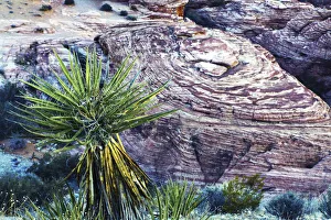 Images Dated 27th March 2018: Soaptree yucca and Red Rock Canyon National Conservation Area, Nevada, USA