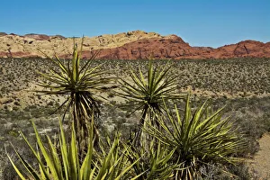 Images Dated 25th March 2018: Soaptree yucca and Red Rock Canyon National Conservation Area, Nevada, USA