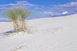 Soaptree Yucca, White Sands NM, New Mexico, USA
