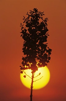 Back Yard Prints: Soaptree Yucca, Yucca elata, blossom at sunrise, Lake Corpus Christi, Texas, USA