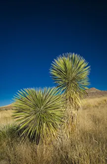 State Park Prints: Soaptree yucca, Yucca elata, City of Rocks State Park, New Mexico, USA