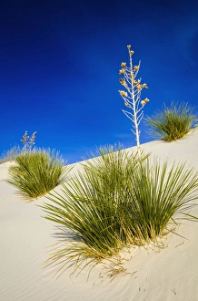 Distant Prints: Soaptree Yucca (Yucca elata) and dunes, White Sands National Monument, New Mexico USA