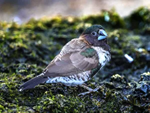 Plumage Prints: Society Finch Plumage Close-Up. Native of North America