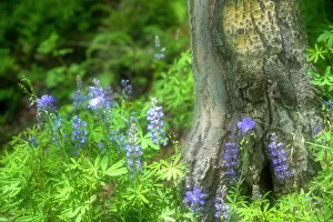 Images Dated 26th November 2022: Soft composite of blue lupine growing around base of tree in Colorado