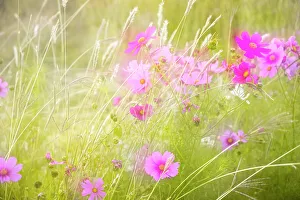 Cosmos Prints: Soft composite of cosmos flowers and grasses