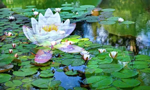 Floating Prints: Soft composite of water lilies in a pond