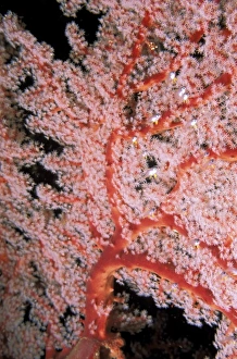 Diver Prints: Soft coral