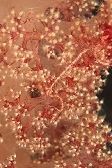 Images Dated 1st June 2007: soft coral close up, Scuba Diving at Tukang Besi / Wakatobi Archipelago Marine Preserve