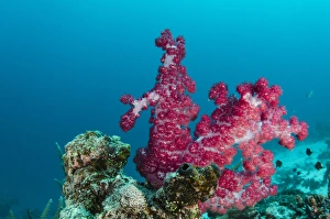 Images Dated 14th July 2014: Soft Coral (Dendronephthya sp. ), Rainbow Reef, Fiji. South Pacific