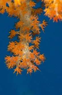 Soft Coral (Dendronephthya sp. ), Rainbow Reef, Fiji. South Pacific