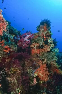 Images Dated 16th March 2004: Soft corals and crinoids, Banda Sea, Indonesia