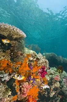 Soft corals, sponges, and Tunicates, Raja Ampat region of Papua (formerly Irian Jaya)