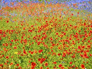 Soft focus on blanket flower, Indian paintbrush and blue Bonnets