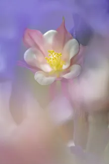 Salem Prints: Soft focus Columbine flower, Salem, Oregon