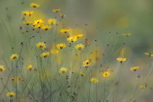 Rio Grande Valley Prints: Soft focus view of coreopsis flowers, Rio Grande Valley, Texas