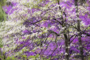Soft focus view of flowering dogwood tree and distant Eastern redbud, Kentucky