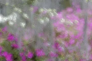 Soft focus view of flowering dogwood trees and azaleas in full bloom in spring, Bonaventure Cemetery, Savannah, Georgia