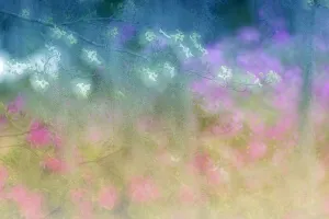 Images Dated 1st January 2022: Soft focus view of flowering dogwood trees and azaleas in full bloom in spring