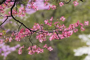 Soft focus view of pink flowering dogwood tree branch, Kentucky