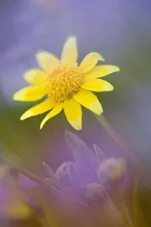 Soft focus of yellow wildflower among purple flowers