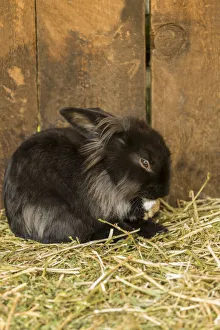 Janet Horton Prints: Soft, furry bunny grooming its paw