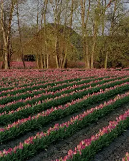 Lee Mann Prints: The soft glow of rose-colored tulips in front of a barn in early morning light