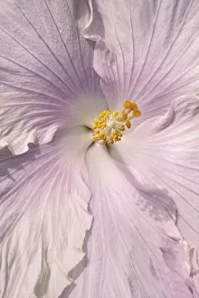 Images Dated 22nd January 2021: Soft Pink Hibiscus