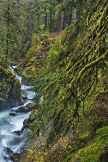 Images Dated 15th February 2019: Sol Duc River in Olympic National Park, Washington State, USA