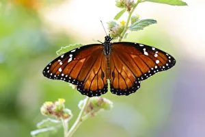 Hidalgo County Prints: Soldier (Danaus eresimus) butterfly feeding at flower