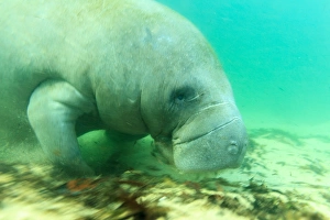 Snorkeling Prints: Solitary Manatee swimming in the Weeki Wachee River, Florida