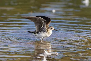 Animal Prints: Solitary Sandpiper (Tringa solitaria) bathing in wetland Marion County, Illinois