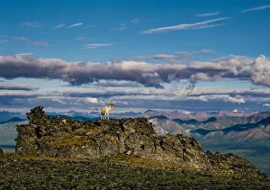 Images Dated 1st May 2020: Solo dall ram on ridge, Denali National Park, Alaska, USA