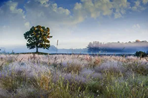 Lone Tree Prints: Solo tree in field early morning in Michigan
