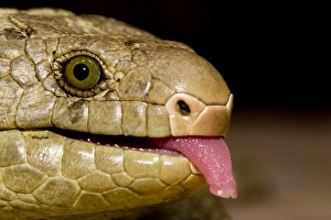 Largest Prints: The Solomon Island skink, Corucia zebrata, is the largest of all skinks, and is