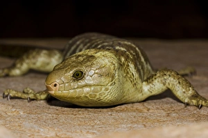 Images Dated 2nd July 2004: The Solomon Island skink, Corucia zebrata, is the largest of all skinks, and is