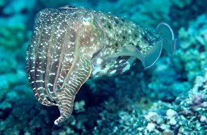 Images Dated 12th July 2006: Solomon Islands, Cuttlefish (head with tentacles)