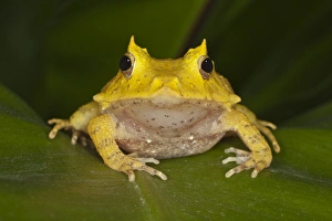 Images Dated 6th November 2010: Solomon Isle Leaf Frog, Ceratobatrachus guentheri