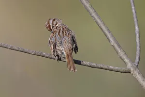 Melospiza Melodia Prints: Song sparrow