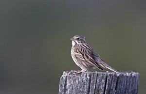 Mission Valley Prints: Song sparrow on fencepost at Ninepipe WMA in the Mission Valley of Montana