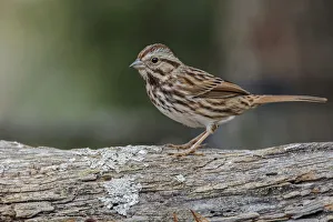 Melospiza Melodia Prints: Song sparrow, Kentucky