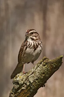 Images Dated 10th May 2004: Song Sparrow, Melospiza melodia