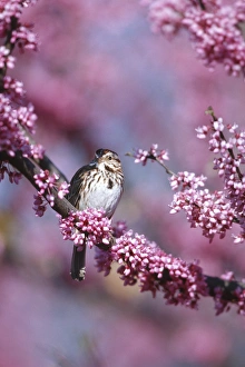Images Dated 29th October 2015: Song Sparrow (Melospiza melodia) in Eastern Redbud tree (Cercis canadensis), Marion Co