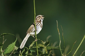 Images Dated 22nd December 2015: Song Sparrow (Melospiza melodia) Male singing to secure his territory, Marion Co. IL