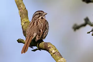 Images Dated 10th May 2004: Song Sparrow, Melospiza melodia Song Sparrow, Melospiza melodia