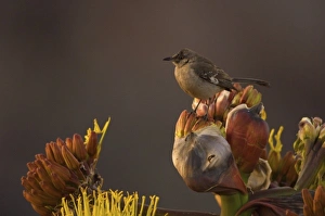 Images Dated 10th February 2006: songbird perched on desert wildflowers at La Bufadora, Baja California Peninsula, Mexico