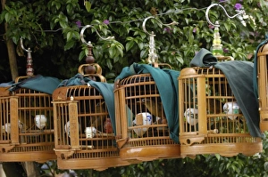 Images Dated 26th May 2006: Songbirds used by owners to compete in local competitions demonstrating their prowess as songsters