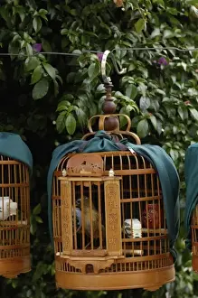 Images Dated 26th May 2006: Songbirds used by owners to compete in local competitions demonstrating their prowess as songsters