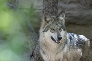 Betty Sederquist Prints: Sonora Desert Museum near Tucson. Captive Mexican gray wolf gives the camera a smile
