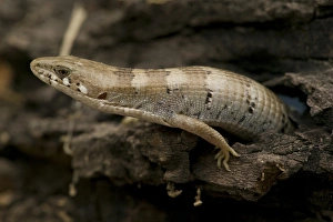 Images Dated 23rd April 2005: Sonoran Alligator Lizard, Gerrhonotus kingii, coming out of hole in log. SW Arizona, USA